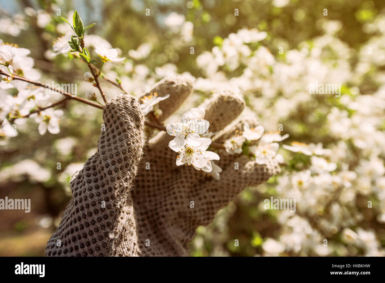 Gardener and blooming cherry tree branch, hand in glove examining flower development Stock Photo