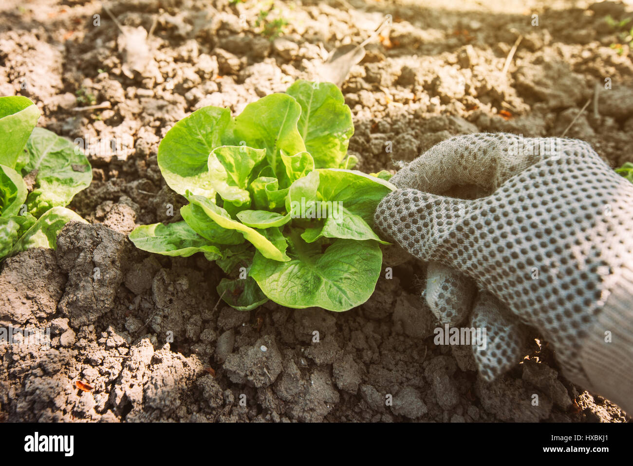 Gardener and lettuce green salad vegetable head in garden, growing organic healthy food in backyard Stock Photo
