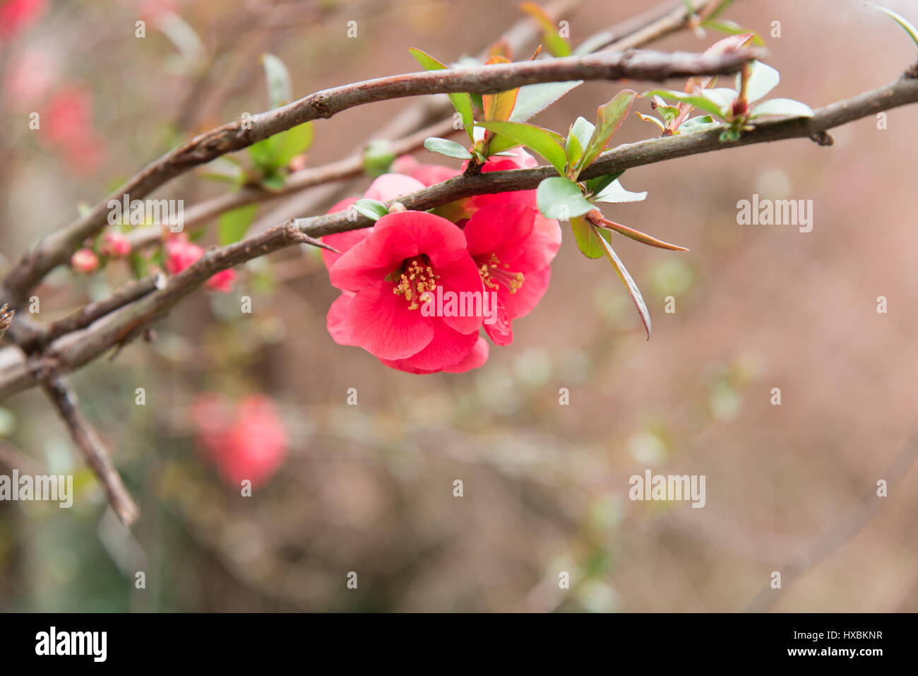 First spring flowers Stock Photo - Alamy