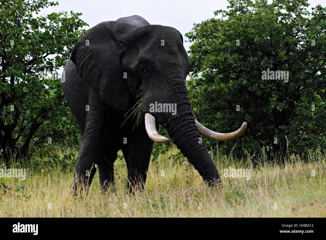 Big Tusker African Elephant Portrait ( Loxodonta africana ), Kruger National Park, South Africa Stock Photo