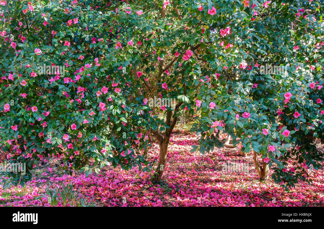Beautiful blooming Camellia Trees full of pink blossoms surrounded by fallen pink flowers. Stock Photo