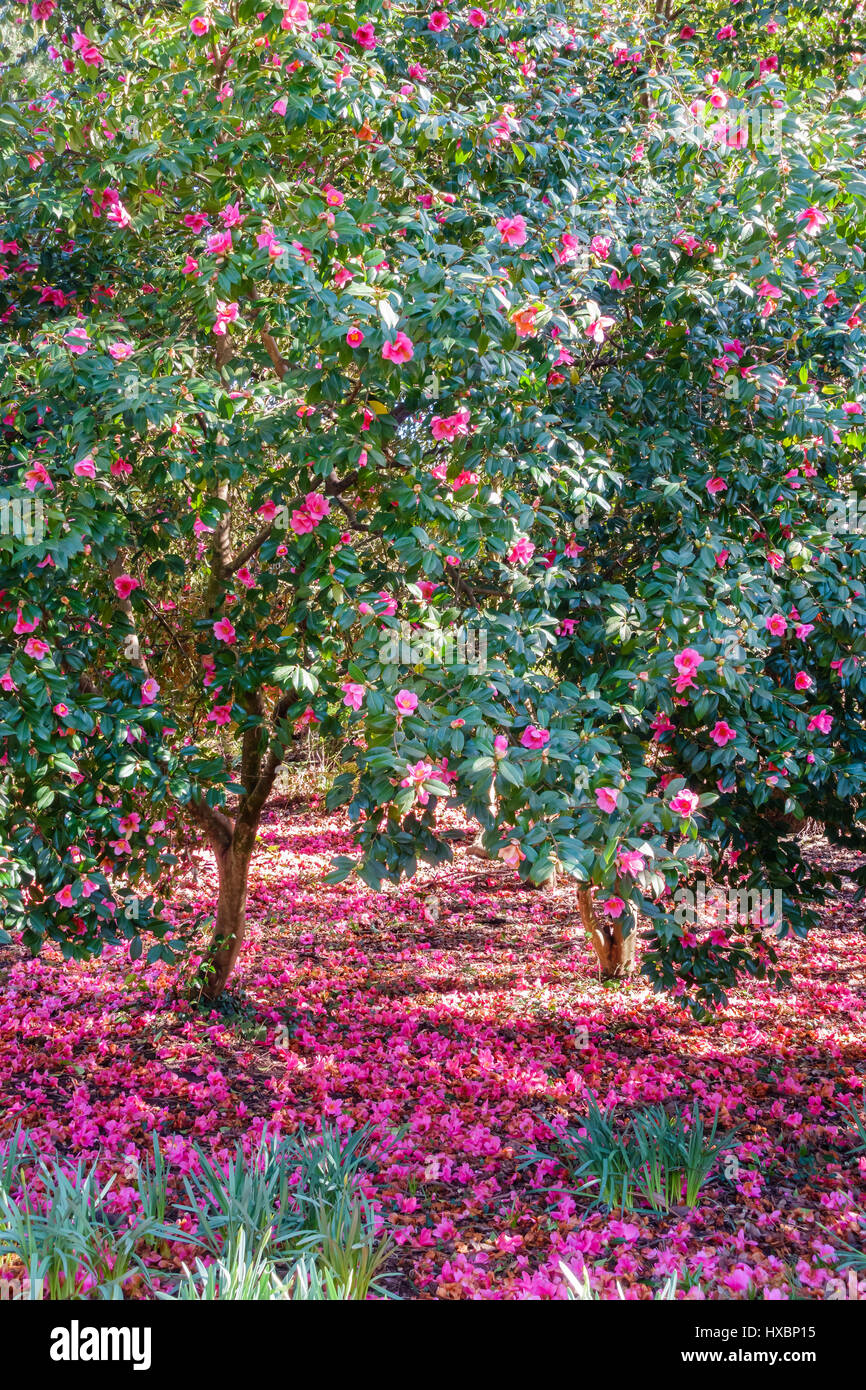 Blossoming Camellia Trees bathed in sunlight surrounded by a carpet of pink flowers. Stock Photo