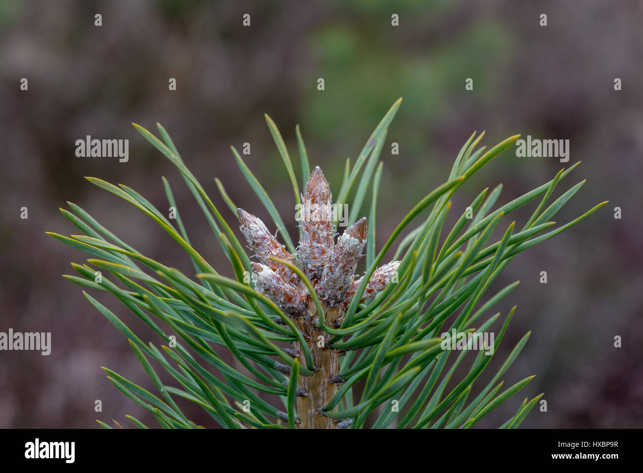 Close-up of the top of a pine tree showing waxy new cones Stock Photo