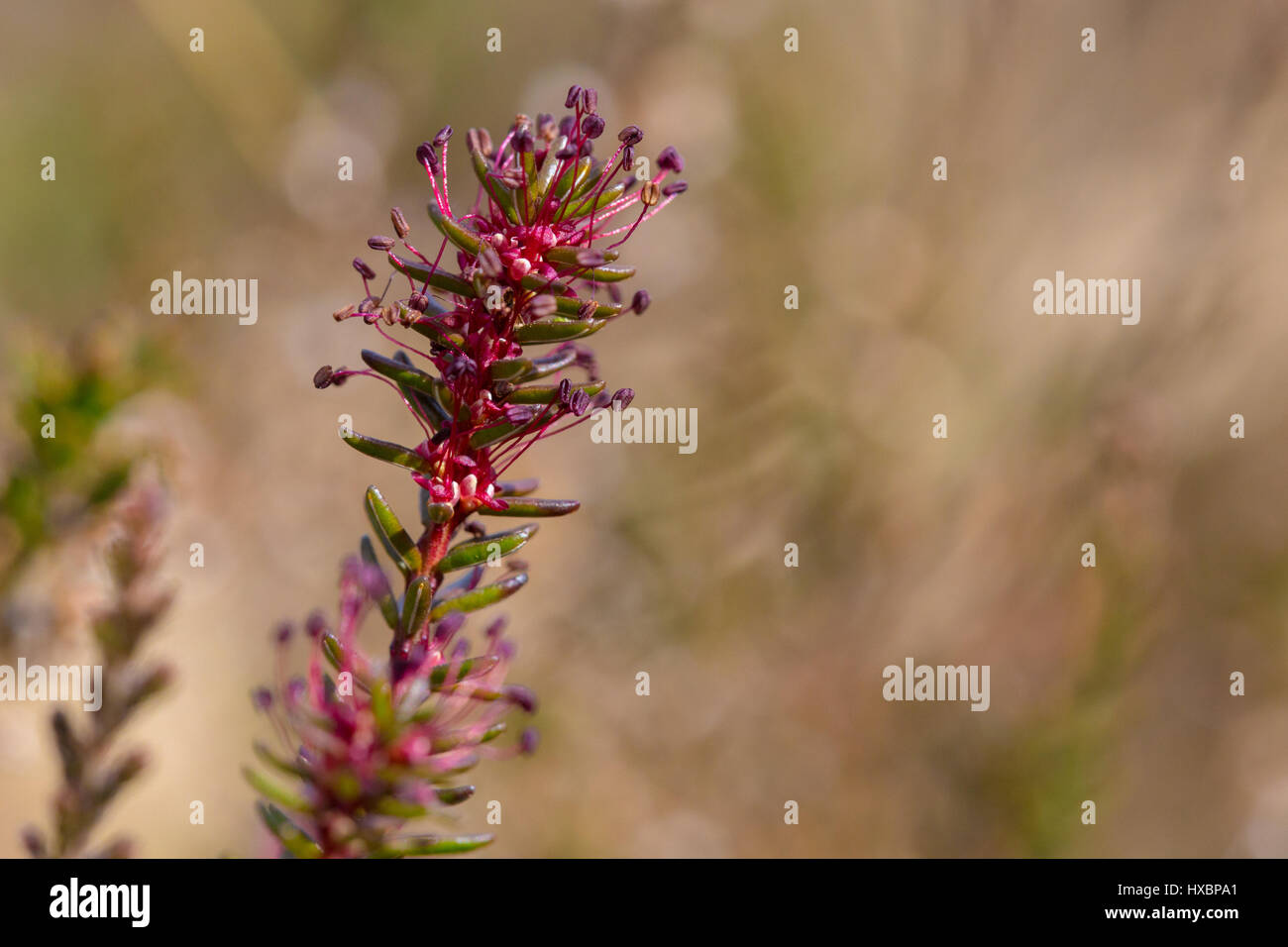 Close-up of flowering crowberry (Empetrum nigrum) Stock Photo