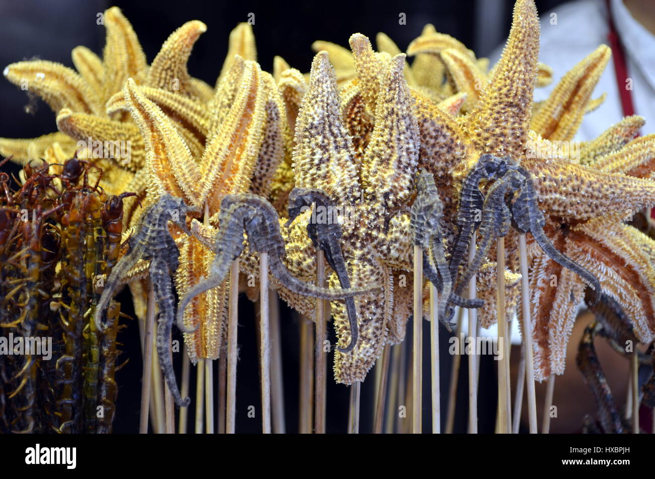 Fried starfish and fried Seahorse China traditional food at