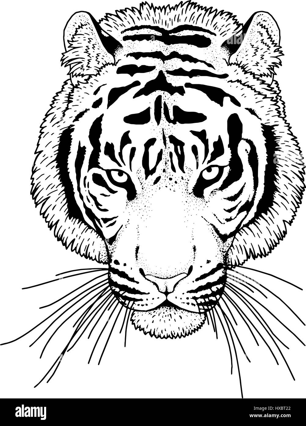 Tiger Head Illustration Vector Stock Vector Image & Art - Alamy