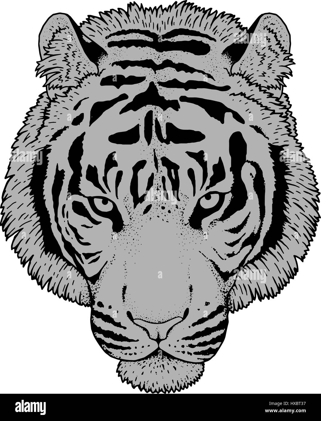 Tiger Head Illustration Vector Stock Vector Image & Art Alamy