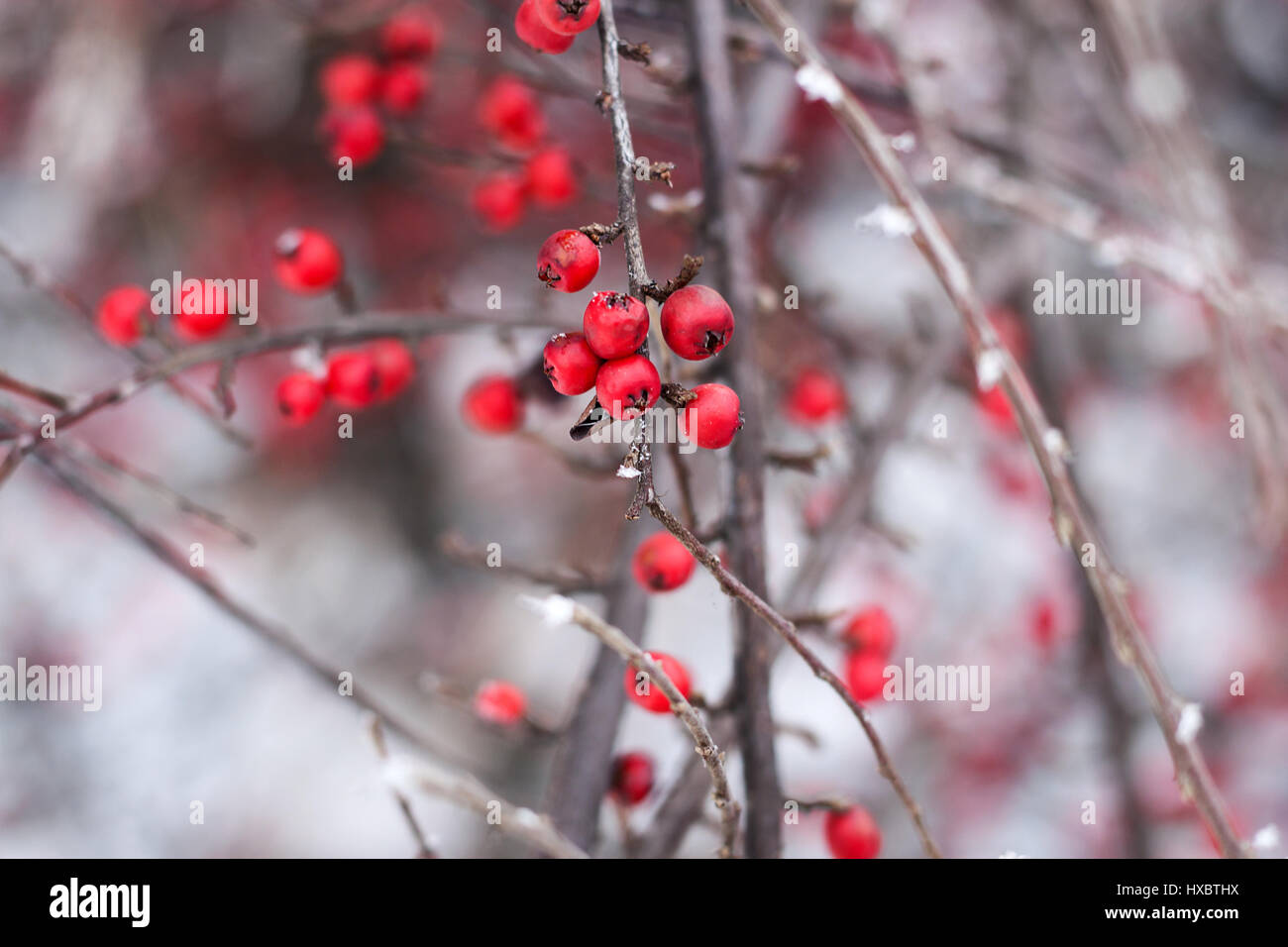 Red berries covered with snow in a frosty day Stock Photo - Alamy