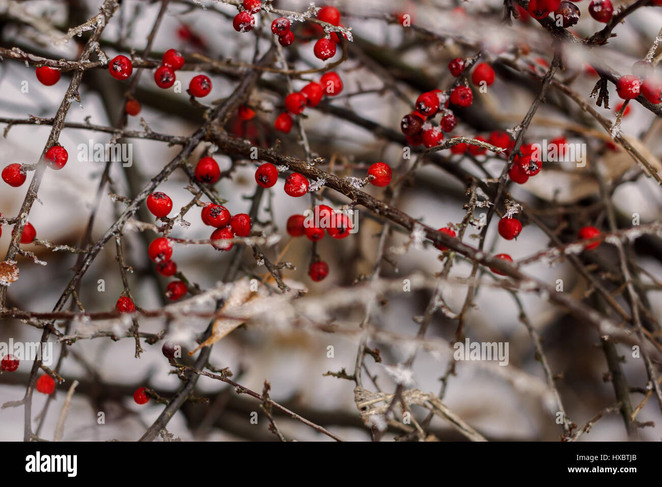 Red berries covered with snow in a frosty day Stock Photo - Alamy