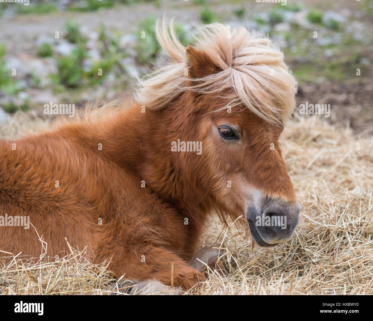 Pony laying on hay bed Stock Photo Alamy