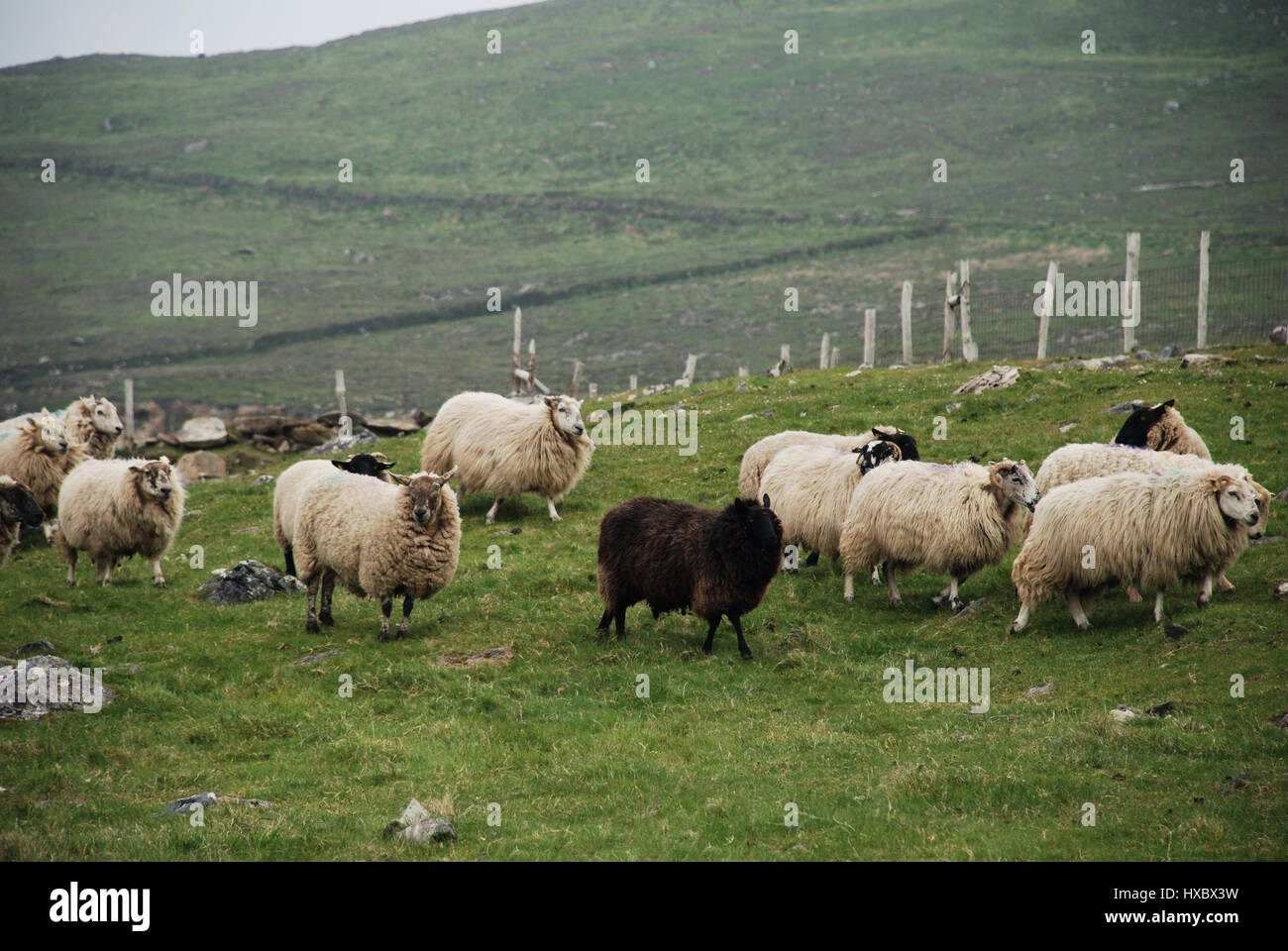A flock of sheep walking along a lush green landscape Stock Photo - Alamy