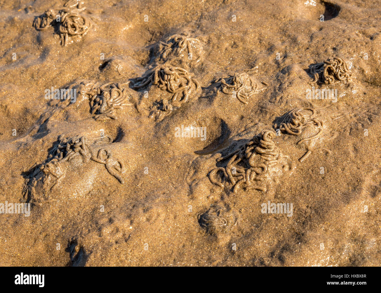 download worm casts download worm casts