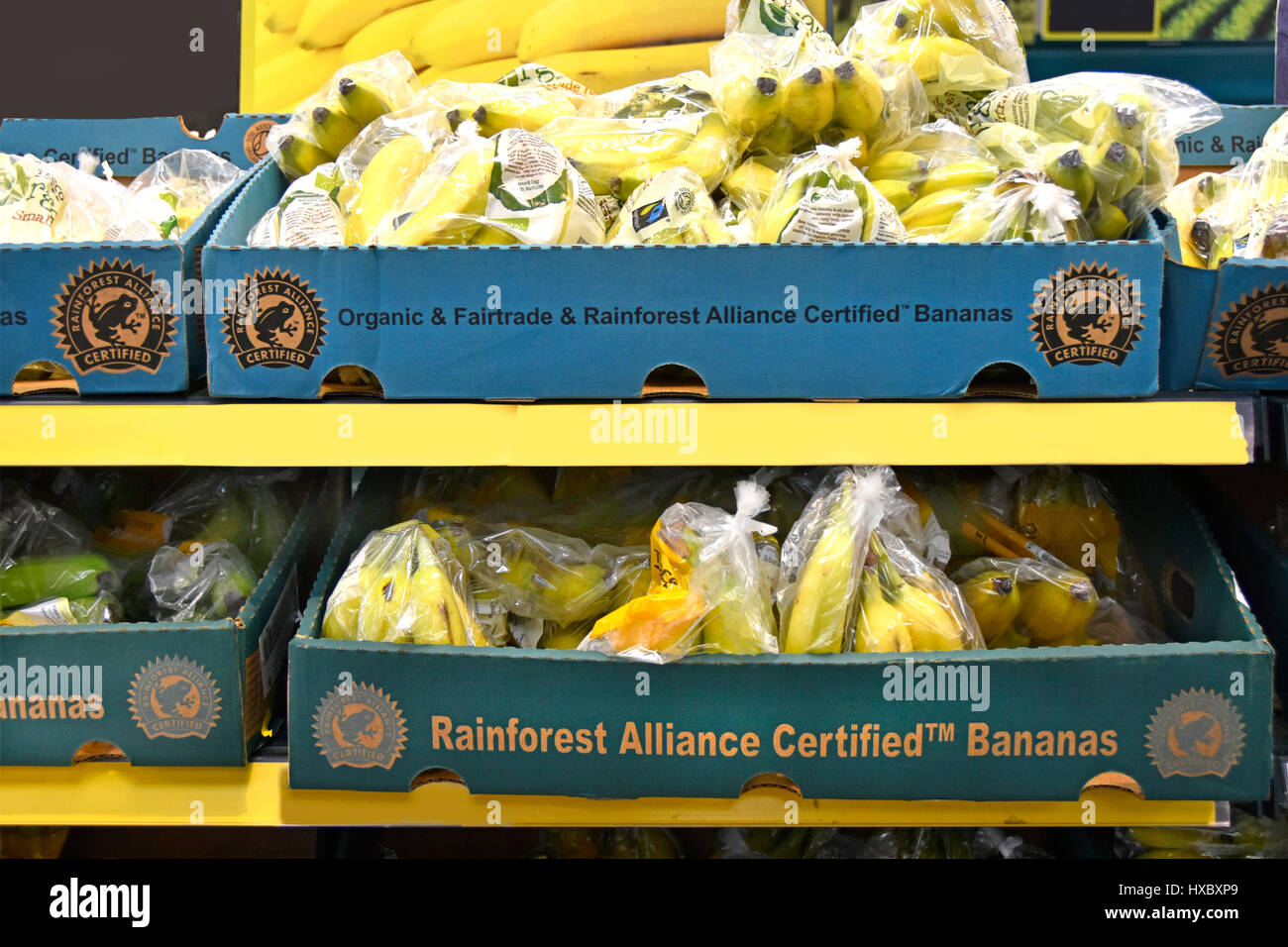 Organic & Fairtrade Rainforest Alliance Certified Bananas logo in plastic bags cardboard boxes UK Tesco supermarket fruit food shelf (prices removed) Stock Photo