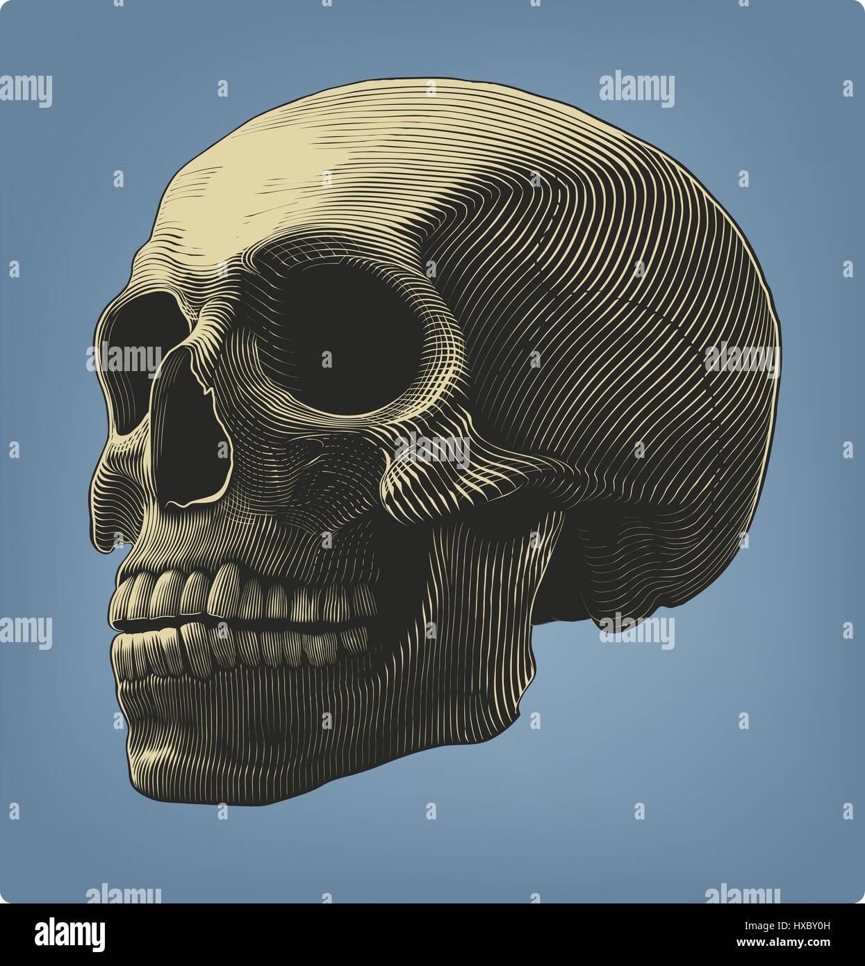 Vector illustration of human skull in woodcut style on isolated background Stock Vector