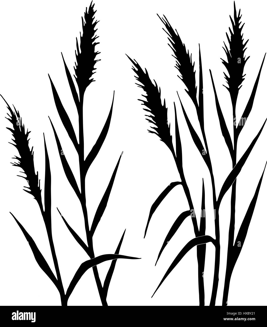 Silhouette of the reed  Stock Vector