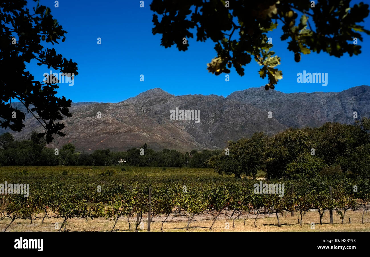 Vines are bathed in sunlight in a winery in Franschhoek, a wine producing area of South Africa March 10, 2017. Stock Photo
