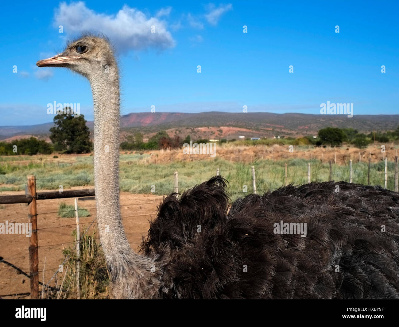 Ostriches are seen on a working ostrich farm in Oudtshoorn, South Africa March 15, 2017. © John Voos Stock Photo