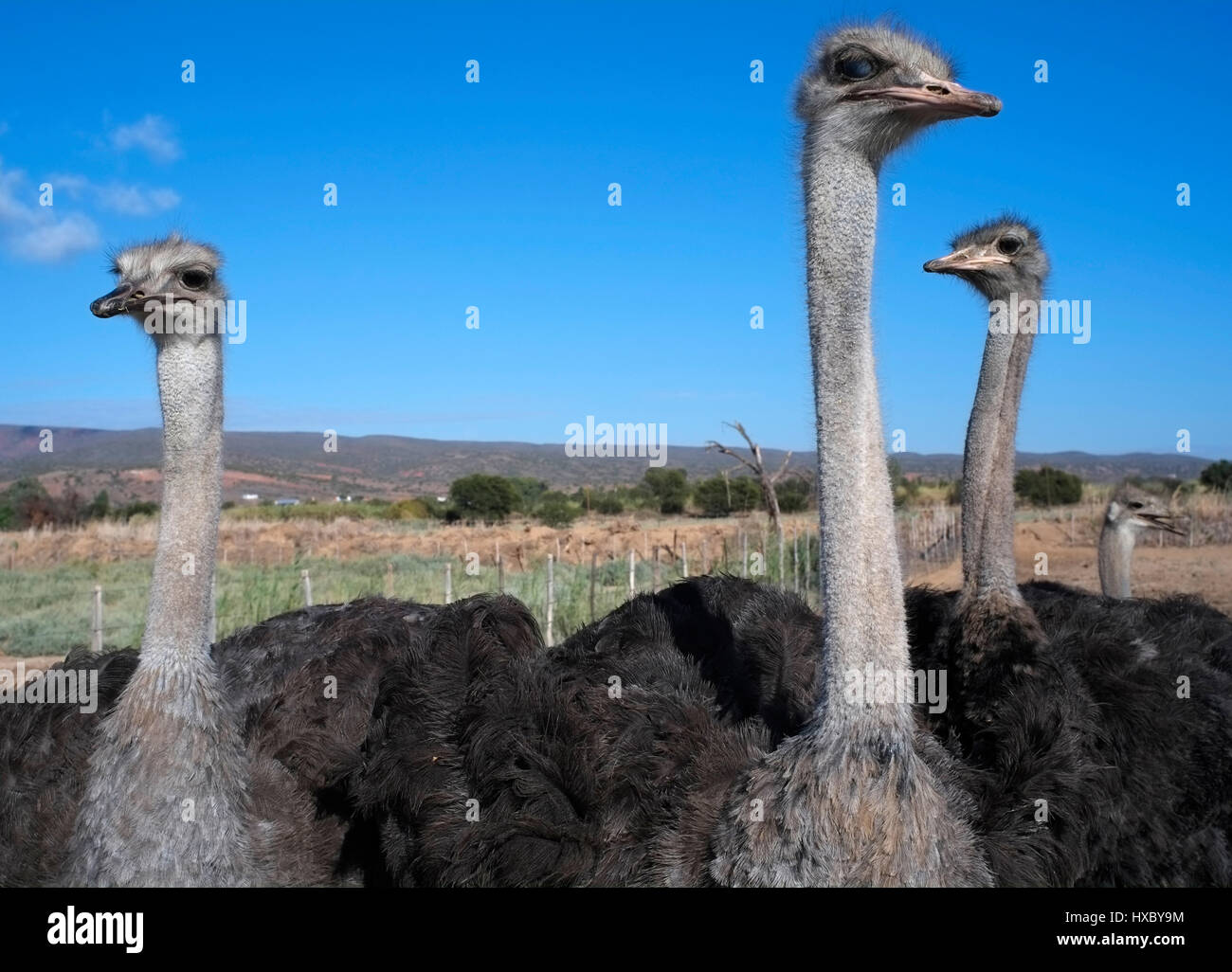 Ostriches are seen on a working ostrich farm in Oudtshoorn, South