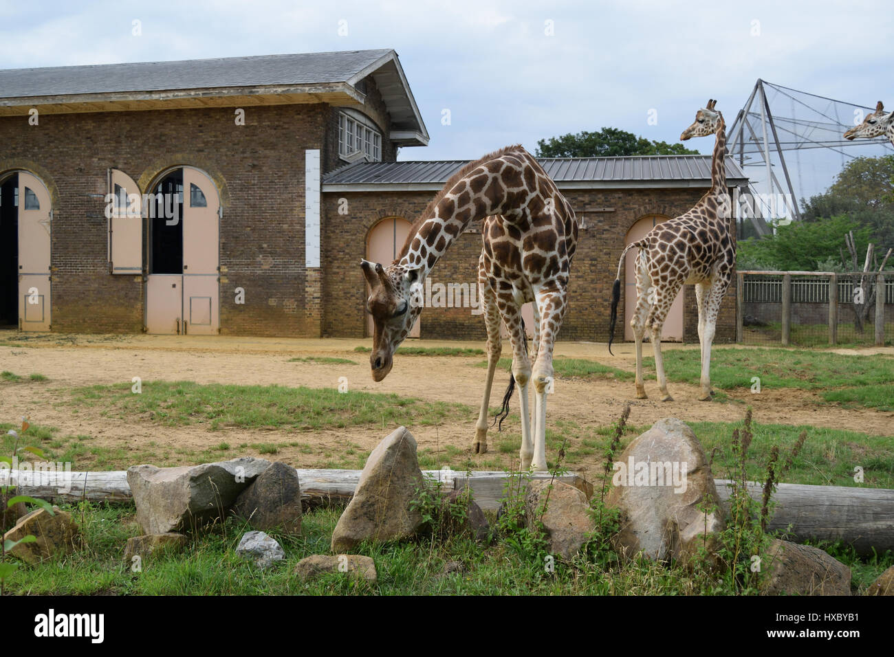 Giraffes at London Zoo Stock Photo Alamy