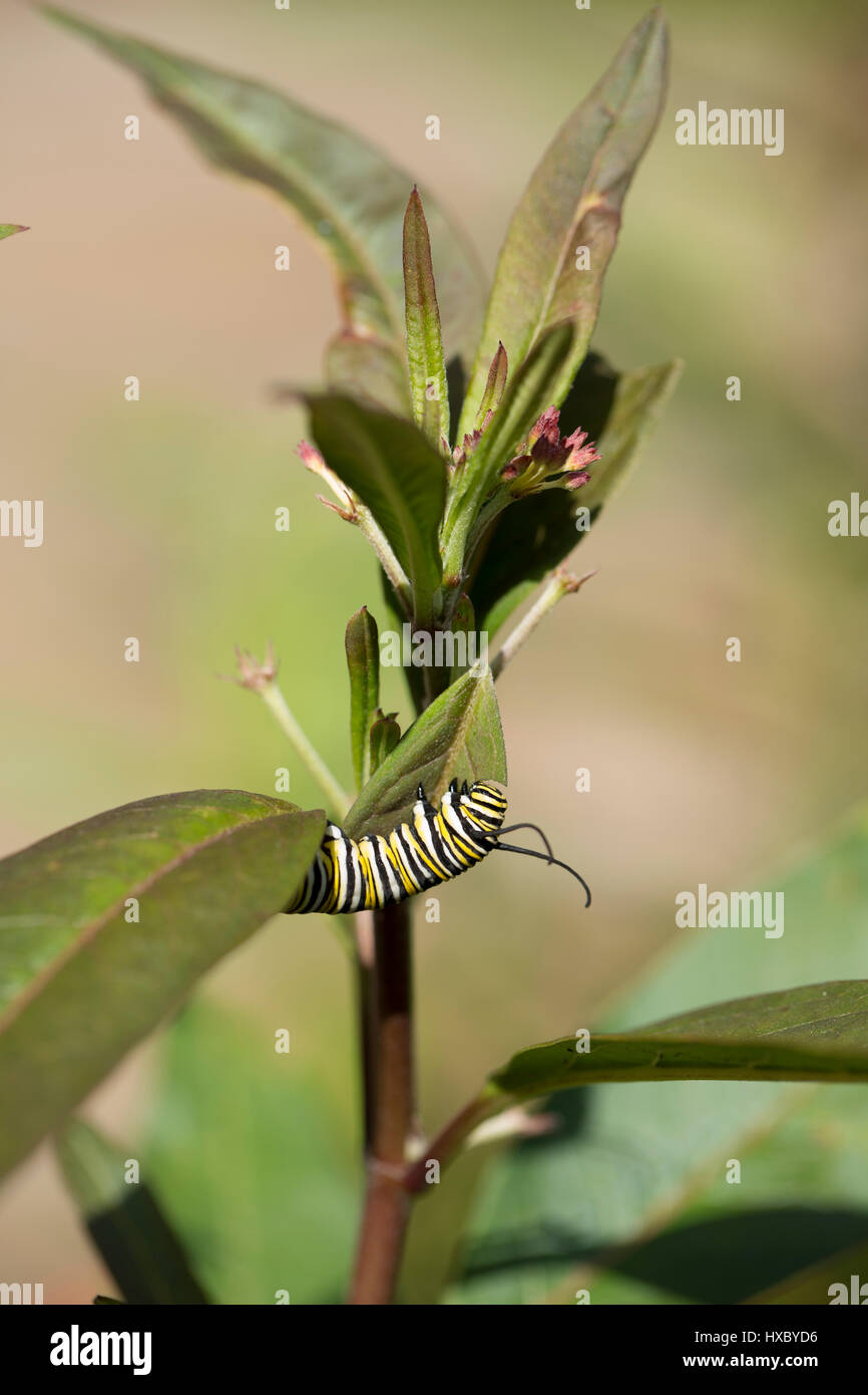 Monarch caterpillar eating milkweed in a Florida garden Stock Photo Alamy