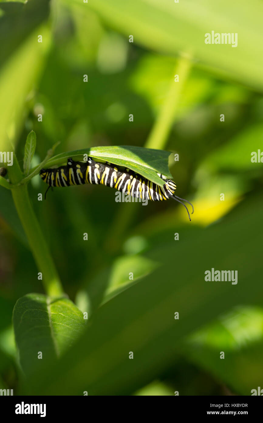 Monarch caterpillar eating milkweed in a Florida garden Stock Photo Alamy