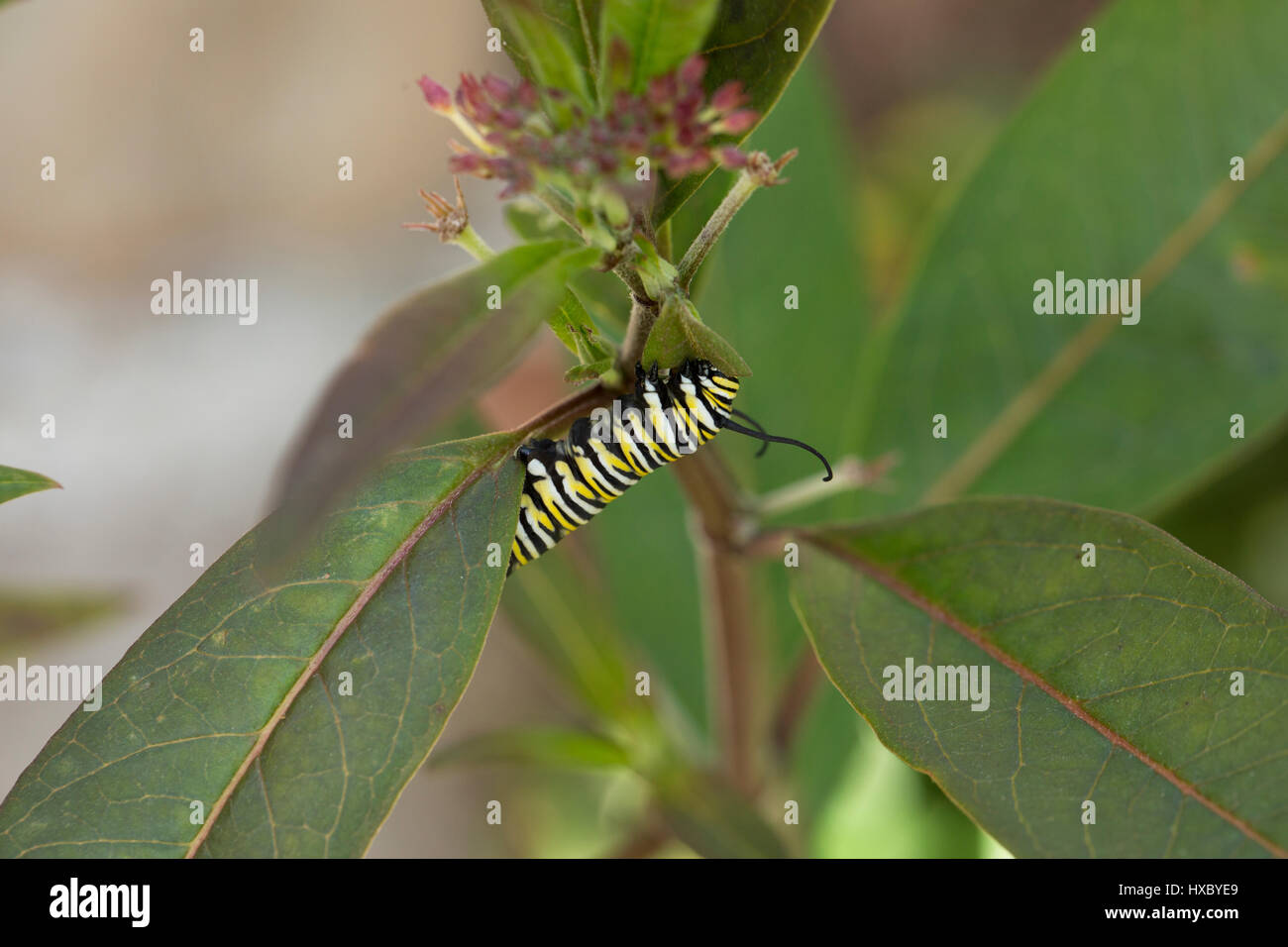 Monarch caterpillar eating milkweed in a Florida garden Stock Photo Alamy