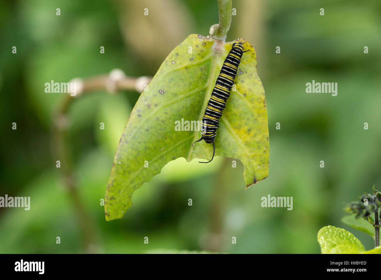 Monarch caterpillar eating milkweed in a Florida garden Stock Photo Alamy
