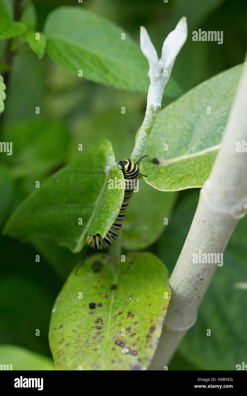 Monarch caterpillar eating milkweed in a Florida garden Stock Photo Alamy