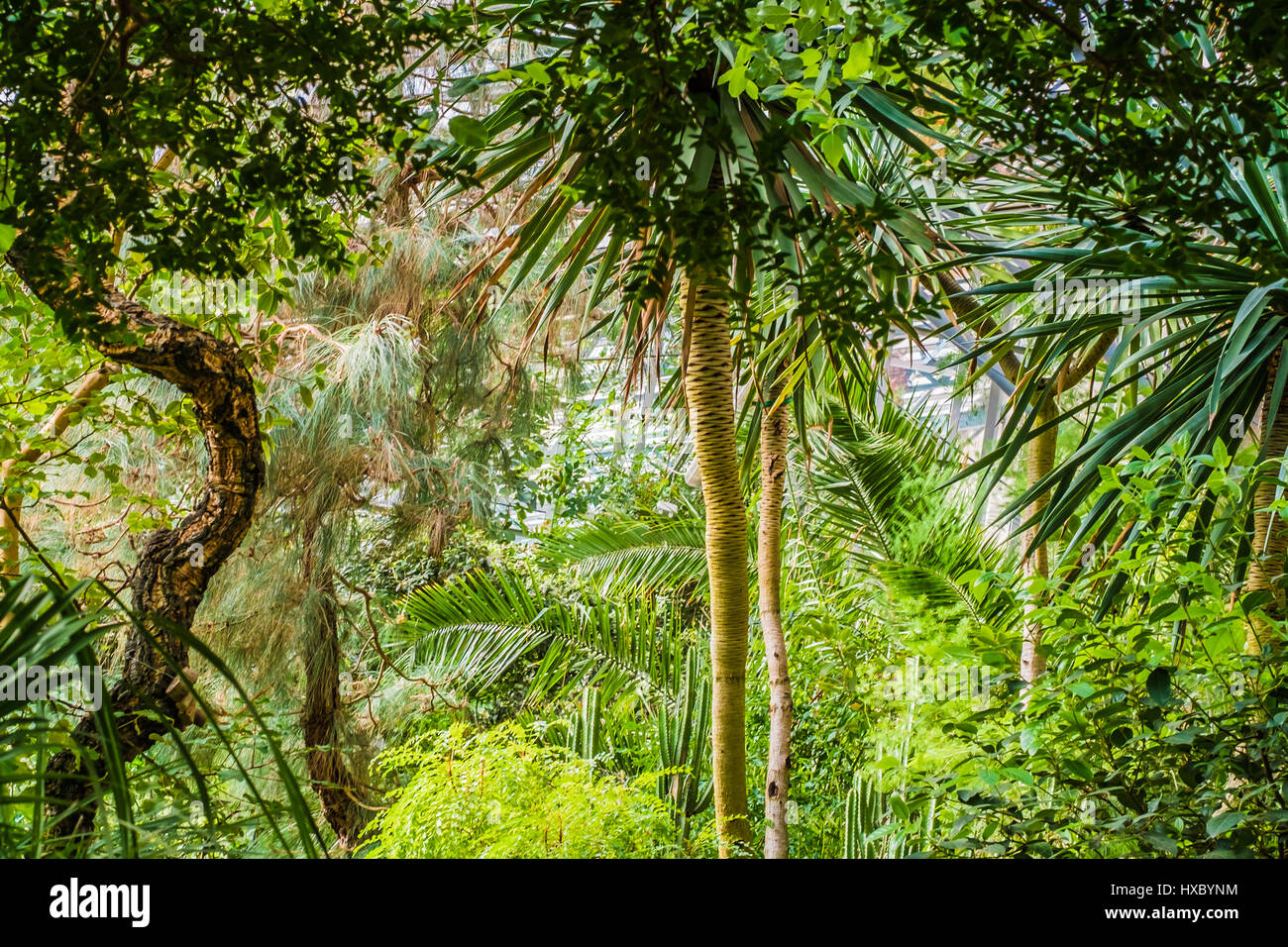 Bright green tropical trees in the garden Stock Photo - Alamy
