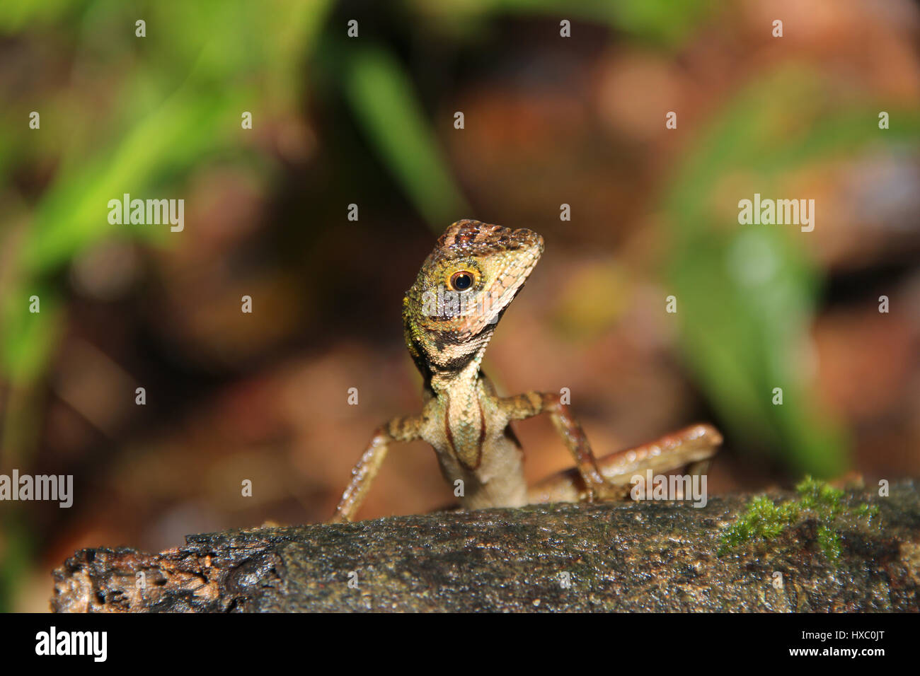 Leaf tailed gecko isolated hi-res stock photography and images - Alamy Leaf tailed gecko isolated hi-res stock photography and images - Alamy