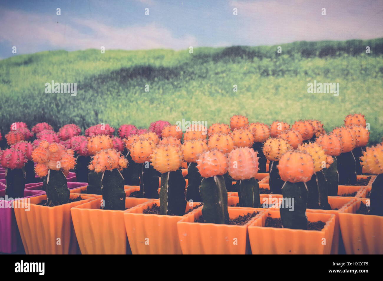 Cactus background pattern small hi-res stock photography and images - Alamy