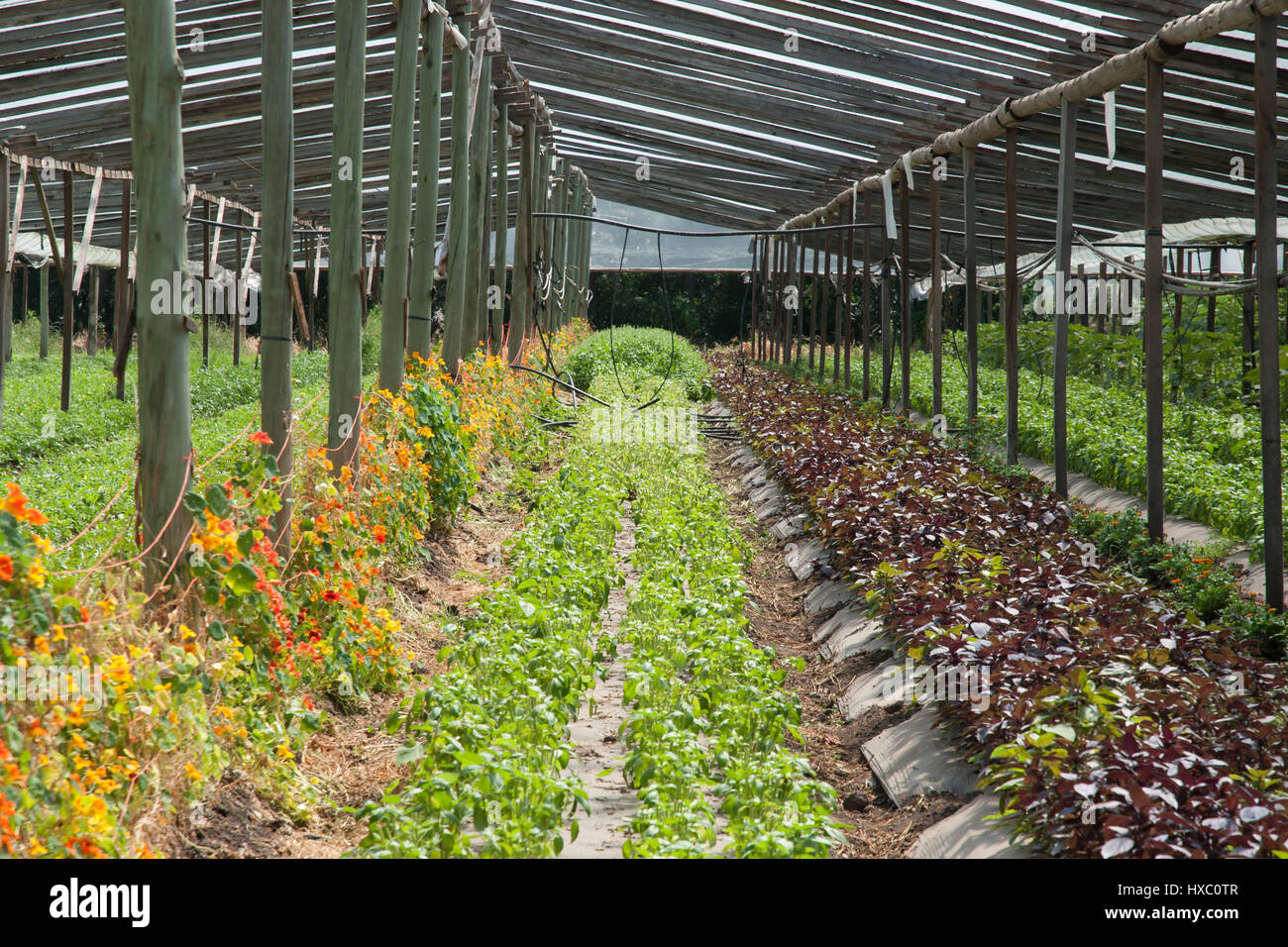 Arugula and edible flowers growing in a greenhouse Stock Photo Alamy