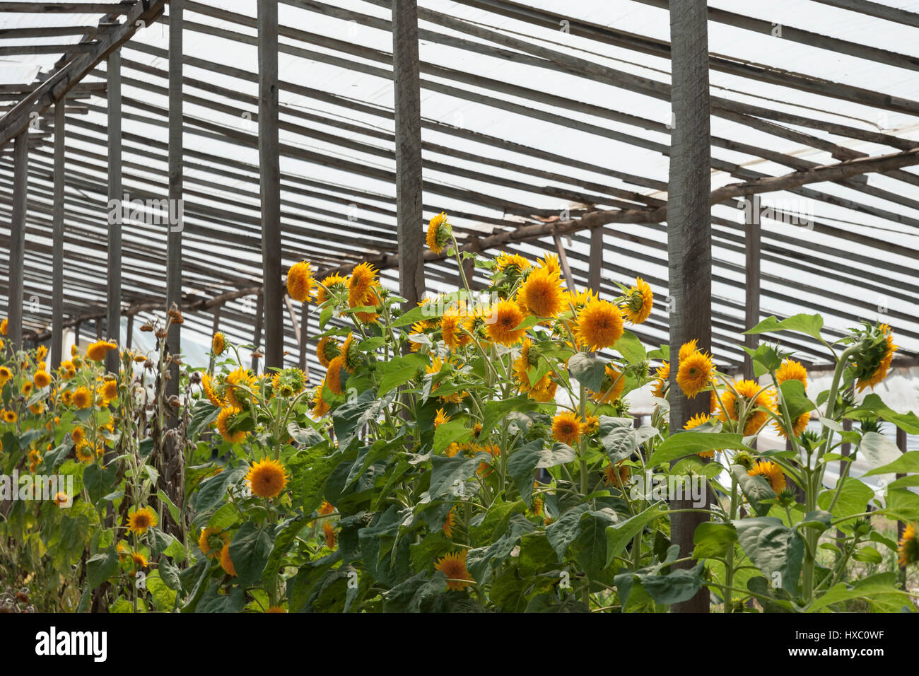 Helianthus annuus 'Teddy Bear' sunflowers growing in a greenhouse Stock Photo