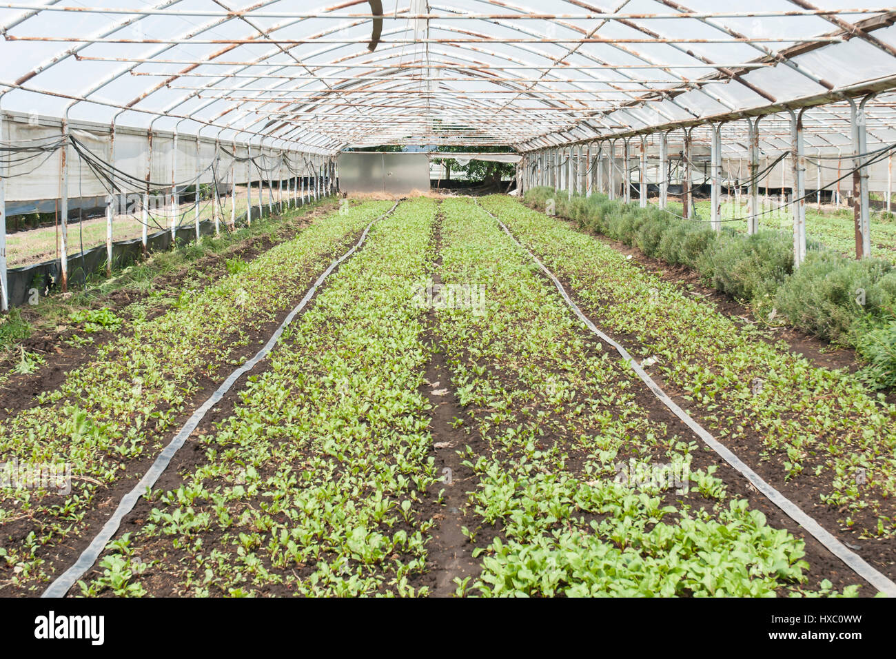 Organic crops growing in a polytunnel (plastic covered greenhouse) Stock Photo
