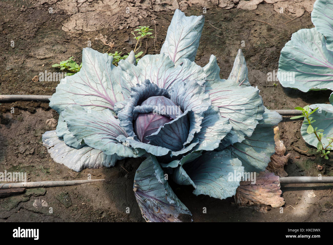 Red cabbage and vegetables growing in a greenhouse Stock Photo