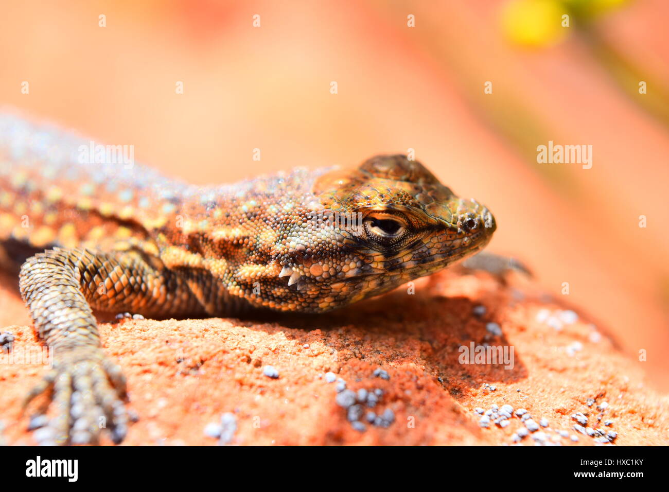 Photos of lizards High Resolution Stock Photography and Images - Alamy