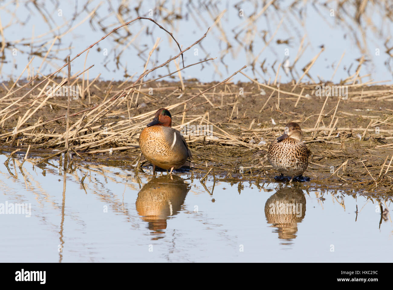 Green winged Teal Stock Photo Alamy