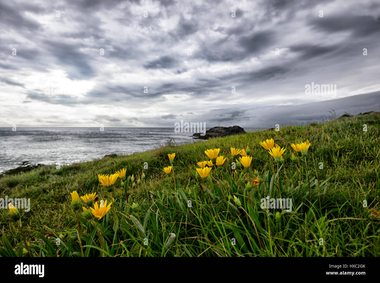 Overcast day with black clouds on the Illawarra Coast, brightened up by yellow wildflowers, Kiama, New South Wales, NSW, Australia Stock Photo
