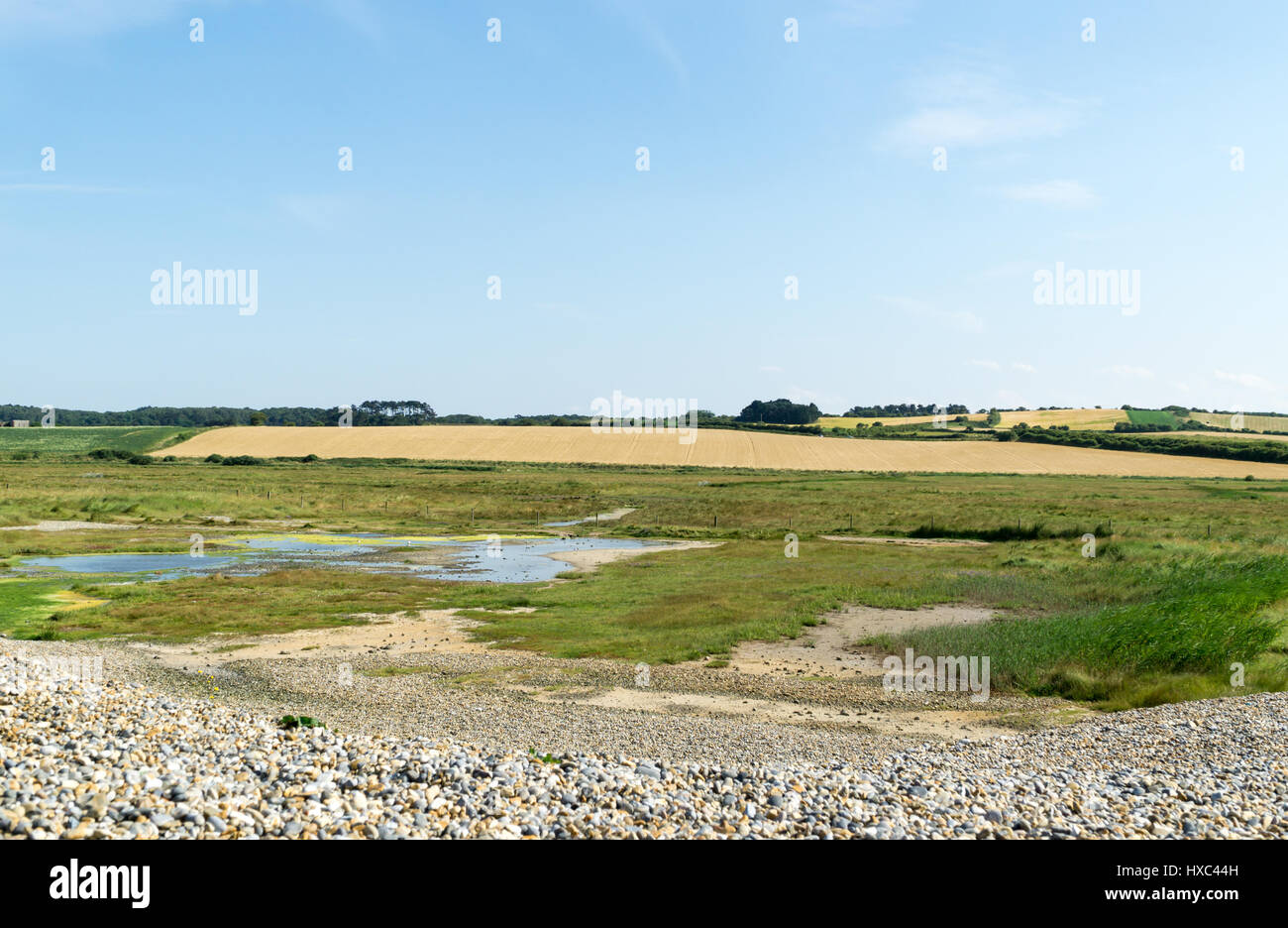 Pebble beech Norfolk UK Stock Photo - Alamy
