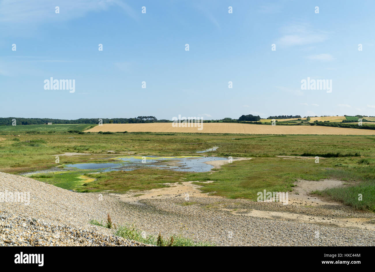 Pebble beech Norfolk UK Stock Photo - Alamy