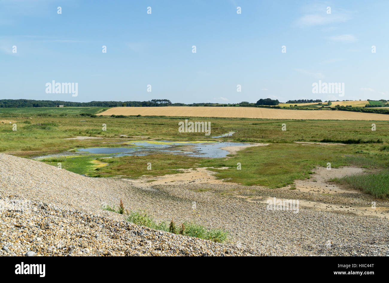 Pebble beech Norfolk UK Stock Photo - Alamy