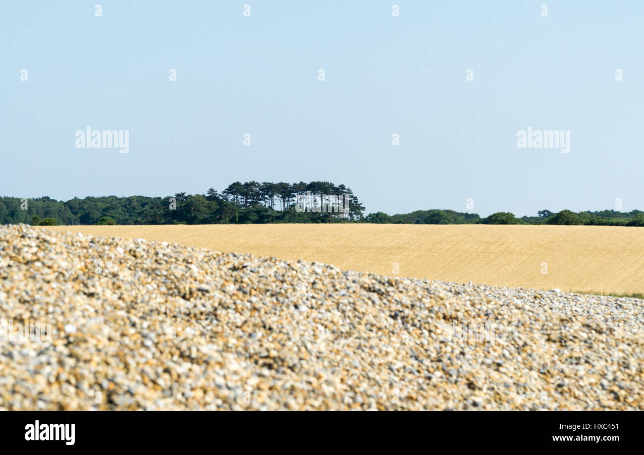 Pebble beech Norfolk UK Stock Photo - Alamy