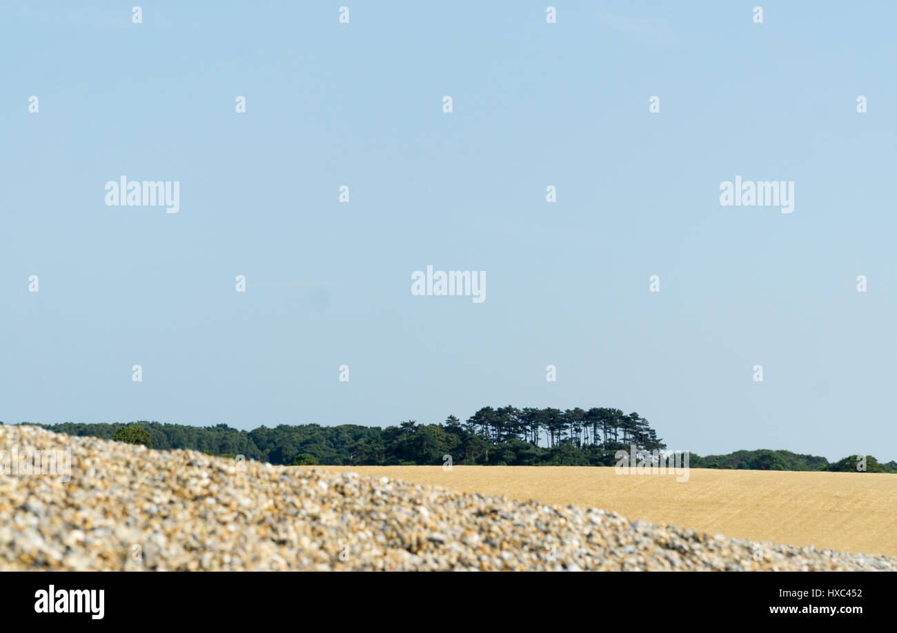 Pebble beech Norfolk UK Stock Photo - Alamy