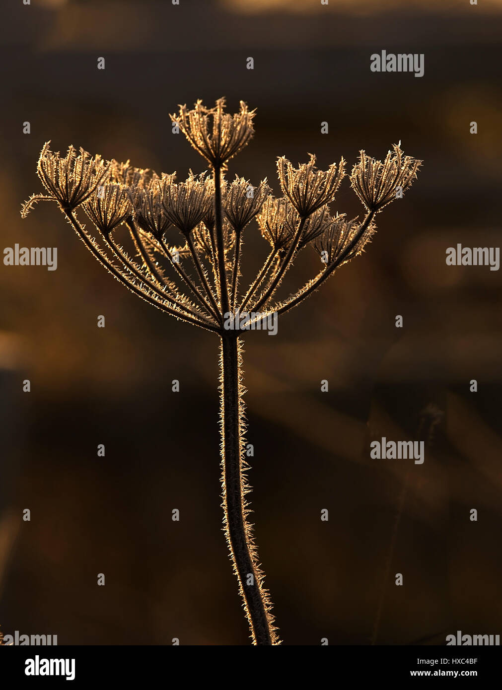 Dead Umbellifer seed head backlit in the early morning sun, Gloucestershire, England, UK. Stock Photo