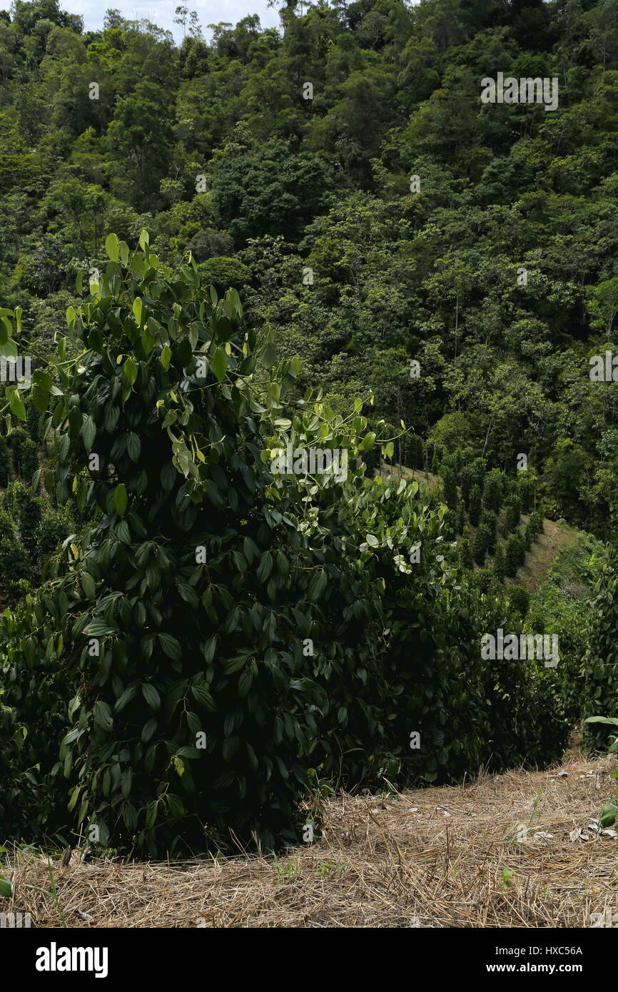 Cultivation of black pepper (Piper nigrum) Stock Photo