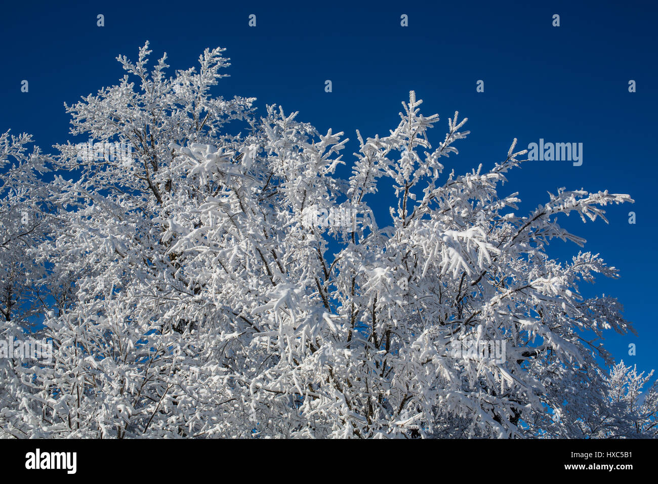 Snow covered tree, Eastern Townships, Shefford, Quebec, Canada Stock Photo