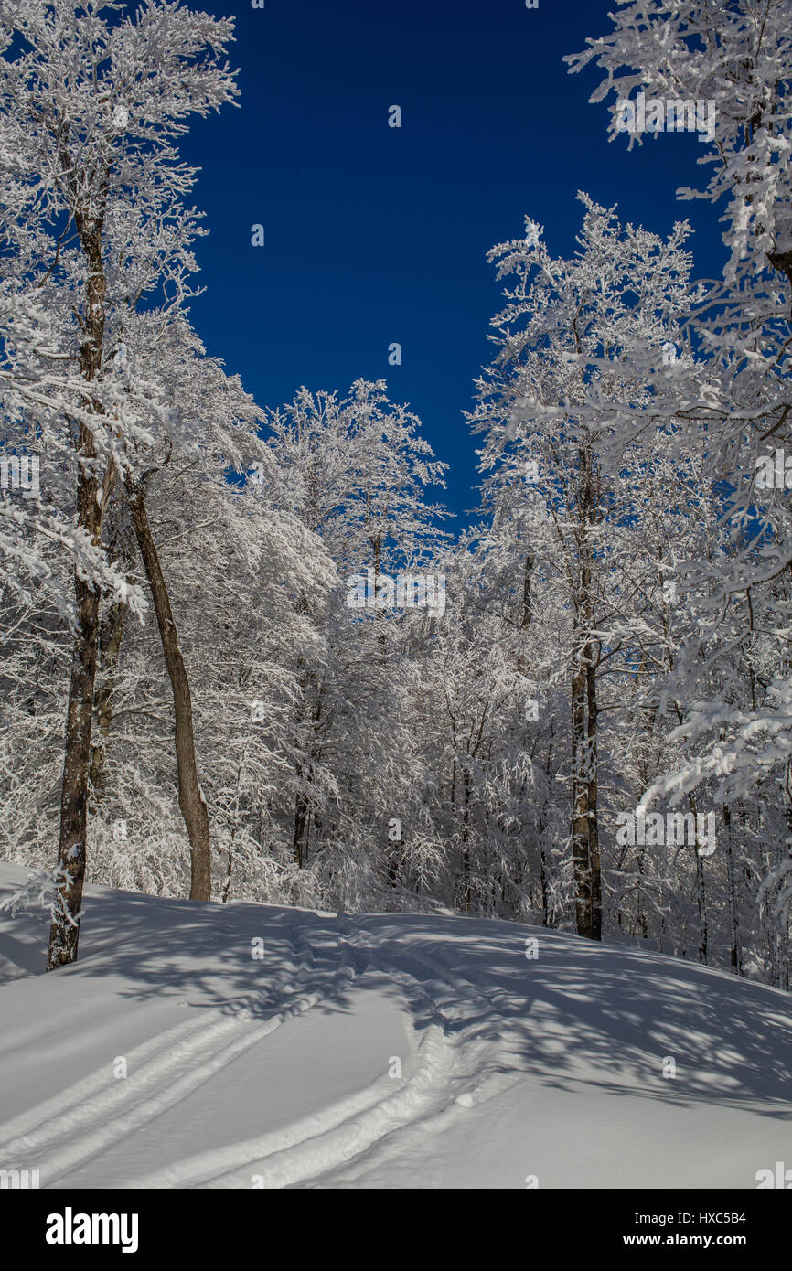 Snow covered forest, Eastern Townships, Shefford, Quebec, Canada Stock Photo
