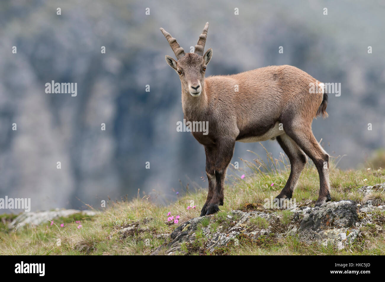 Alpine ibex (Capra ibex), juvenile standing in mountain meadow, Carinthia, Austria Stock Photo
