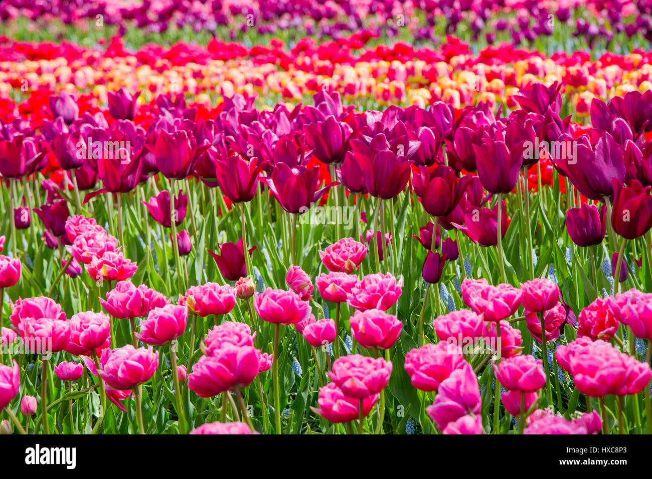 Colorful tulips in the Keukenhof park, Holland Stock Photo - Alamy