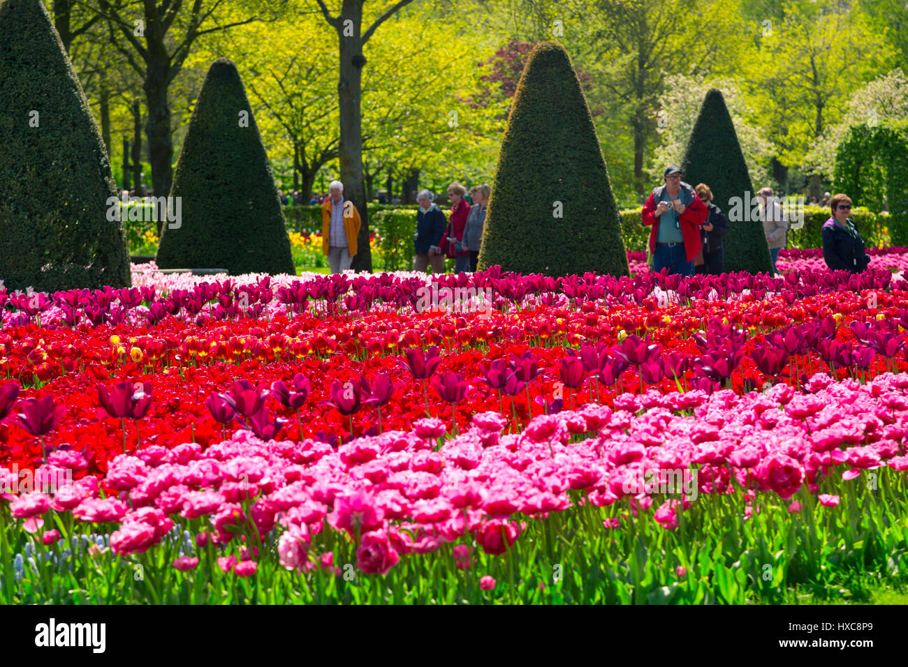 Colorful tulips in the Keukenhof park, Holland Stock Photo - Alamy